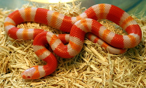2008 - 1.0 Tangerine Albino Poss. het Anery