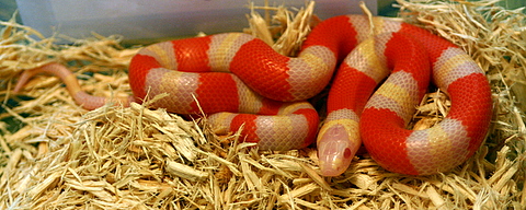 2008 - 1.0 Tri-Color Albino Poss. het Anery