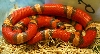 2008 - 1.0 Tri-Color Hypo possible het Anery and Albino