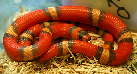 2008 - 1.0 Tri-Color Hypo possible het Anery and Albino