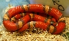 2008 - 1.0 Tri-Color Hypo possible het Anery and Albino