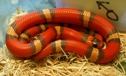 2008 - 1.0 Tri-Color Hypo possible het Anery and Albino