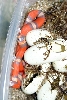 2008 - 1.0 Tri-Color Hypo possible het Anery and Albino