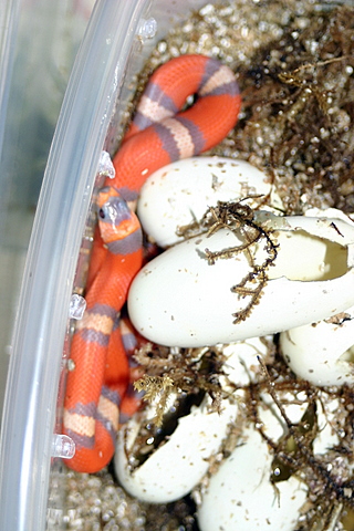 2008 - 1.0 Tri-Color Hypo possible het Anery and Albino