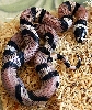 2008 - 0.1 Anery het Hypo possible het Albino