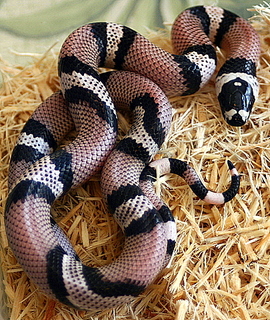 2008 - 0.1 Anery het Hypo possible het Albino