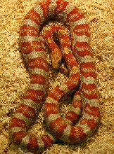 0.1 Hypo Miami Corn