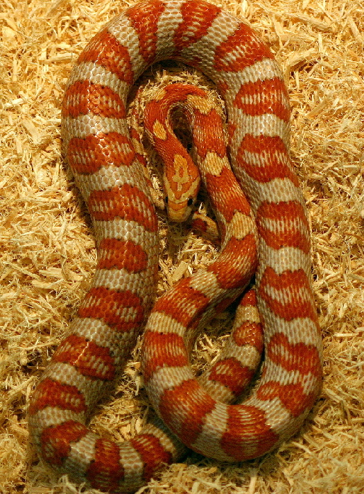 0.1 Hypo Miami Corn