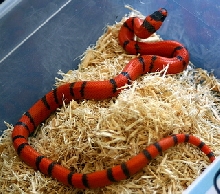2008 - 0.1 Pin-Band Hypo possible het Albino and Anery