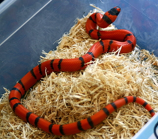 2008 - 0.1 Pin-Band Hypo possible het Albino and Anery