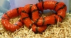 2008 - 0.1 Pinband Hypo Hondo poss. het Anery and Albino