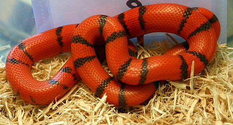 2008 - 0.1 Pinband Hypo Hondo poss. het Anery and Albino