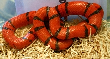 2008 - 0.1 Pin-Band Hypo possible het Albino and Anery.a