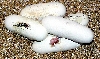 2008 - 0.1 Snow Honduran Piping #2