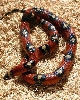 Spotted Annulata Female