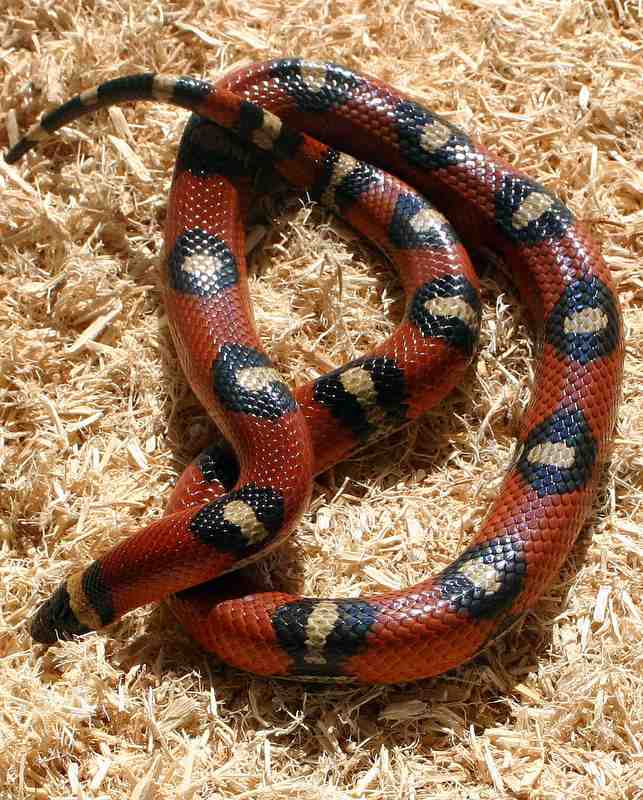 Spotted Annulata Female