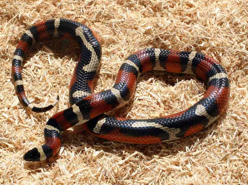 Abbrant Spotted Annulata - Male