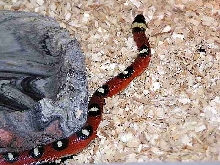 Spotted Annulata older pic