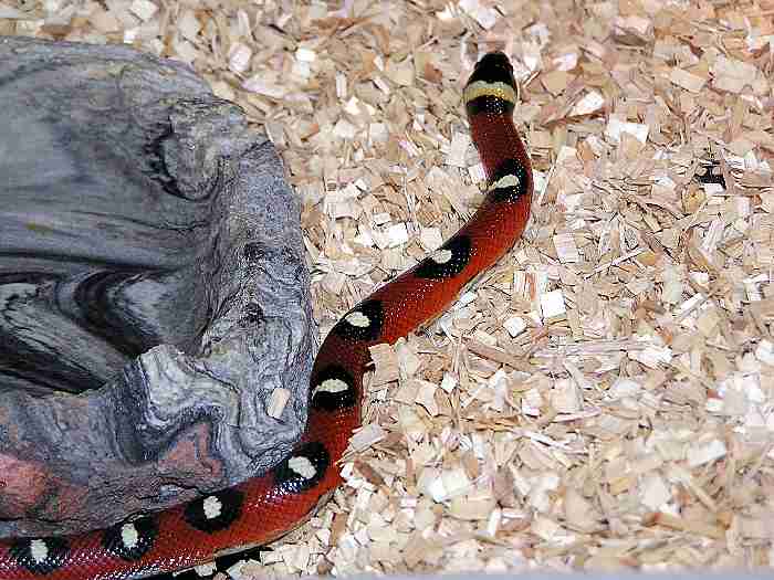 Spotted Annulata older pic