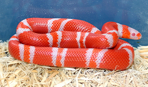 2008 - 1.0 Tangerine Albino het Hypo poss. het Anery
