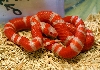 2008 - 1.0 Tangerine Albino het Hypo Poss. het Anery