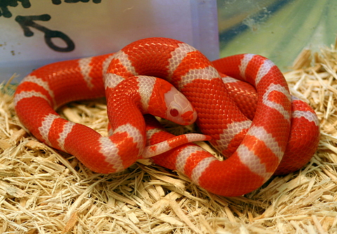 2008 - 1.0 Tangerine Albino het Hypo Poss. het Anery