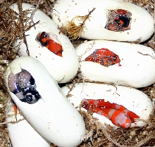 2008 - Triple het piping eggs