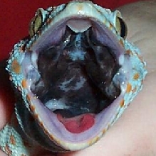 Chomp!