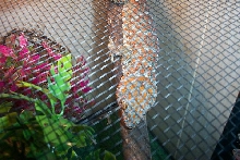 Cage