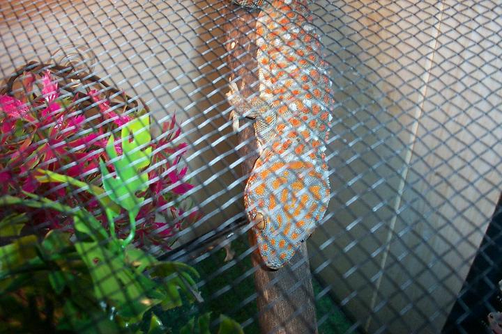 Cage