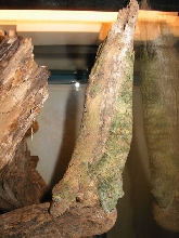 Mossy Leaftail Pair