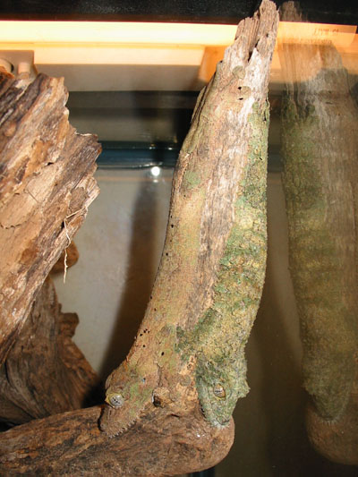 Mossy Leaftail Pair