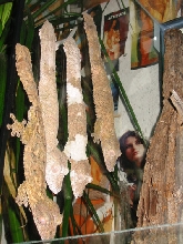 Frilled Leaftail Geckos