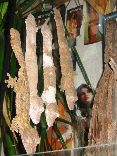 Frilled Leaftail Geckos