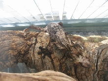 Giant Leaftail Gecko