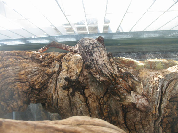 Giant Leaftail Gecko