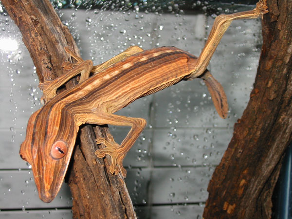 Lined Leaftail Gecko