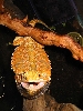 Orange Bearded Dragon