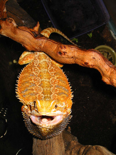 Orange Bearded Dragon