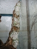 Mossy Leaftail