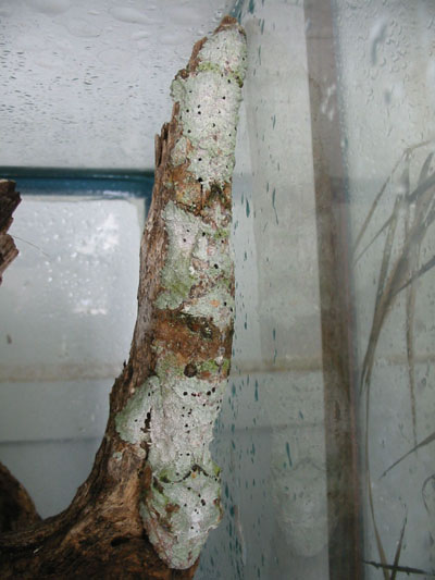 Mossy Leaftail