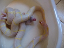 albino cali king female 04'