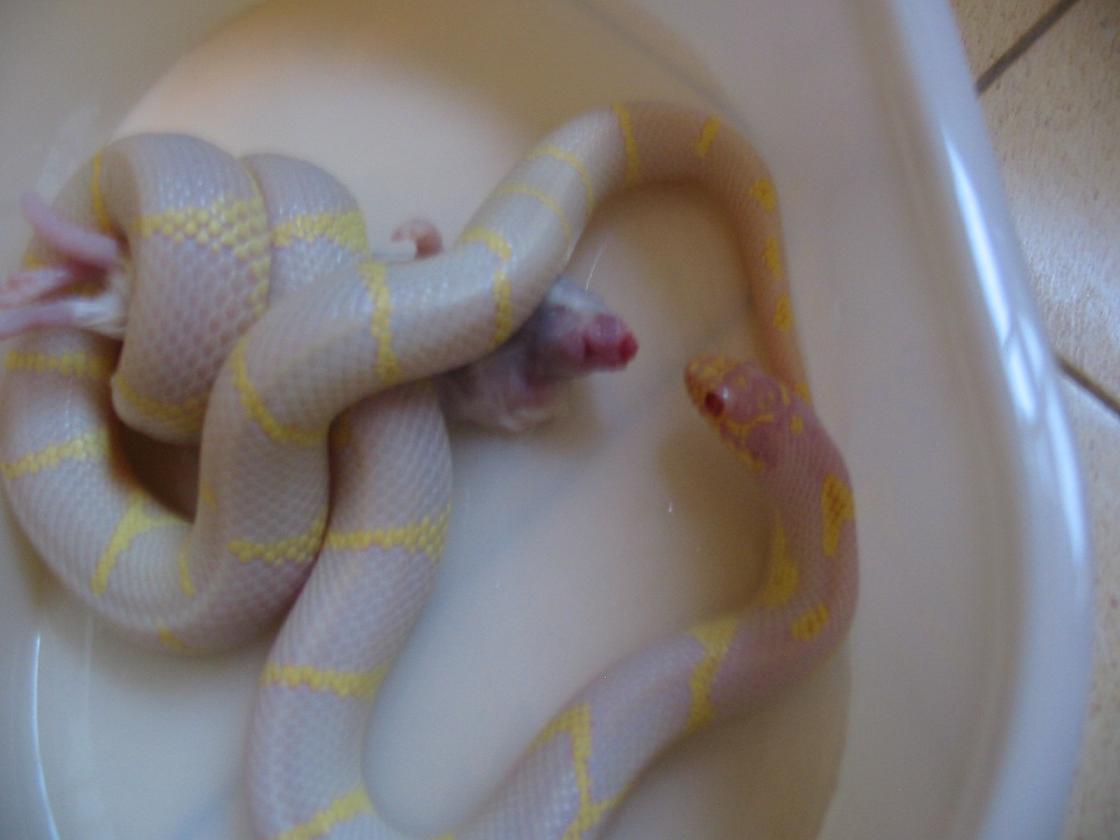 albino cali king female 04'