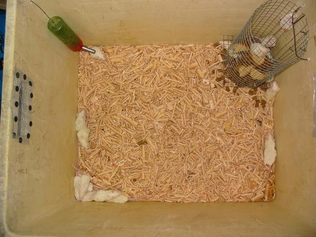 home made cage