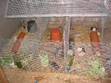 rats cage