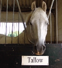 Tallow