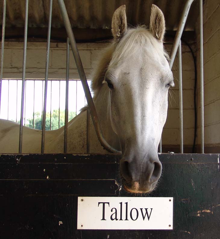 Tallow