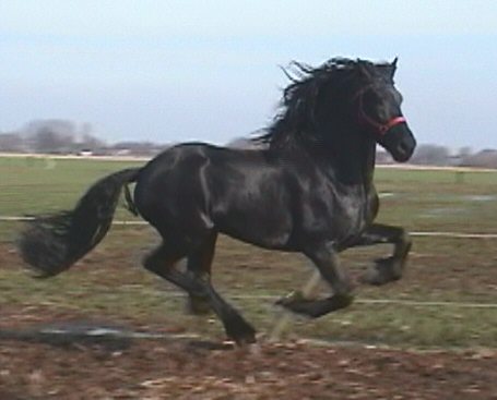 friesian