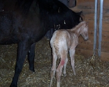 Filly1