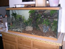 My Custom-made Tank